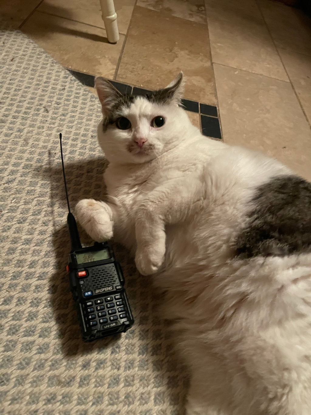 the radio