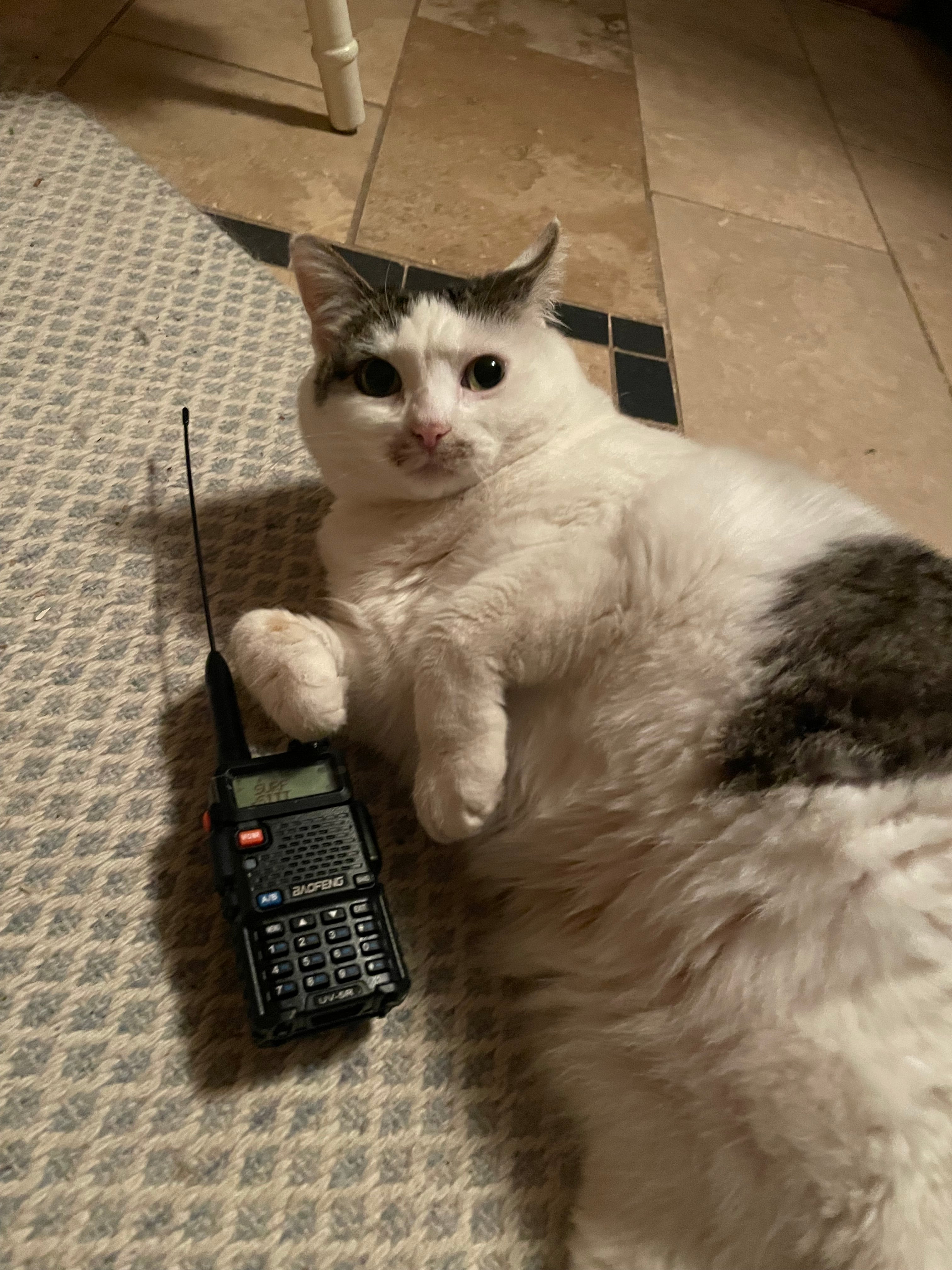 the radio
